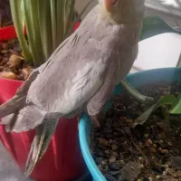 فروش دوعدد عروس هلندی ماده سالم سرحال|پرنده|میانه, |دیوار