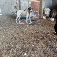 واگذاری حیون نر وماده|سگ|تربت جام, جلگه موسی آباد|دیوار