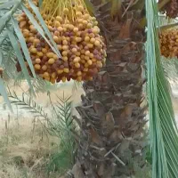 ماهر نخل خرما