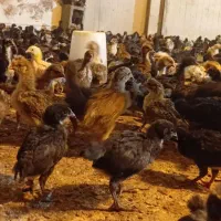 جوجه مرغ و خروس محلی اصل سالن جدید