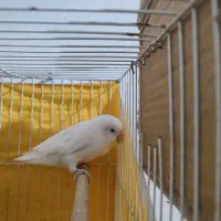 سه عدد طوطی برزیلی|پرنده|اشتهارد, |دیوار