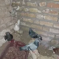 کفتر پرشی بوم یا جفتگاه  تعدادی کفتر به فروش میرسد|پرنده|مشهد, قائم|دیوار