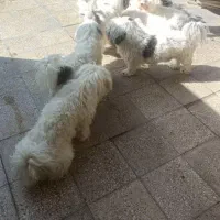 واگذاری یک عدد شیتزو تریر