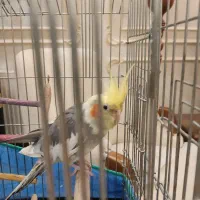 عروس هلندی دستی سخنگو