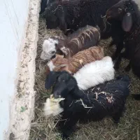 بزغاله نروماده|حیوانات مزرعه|میاندوآب, |دیوار