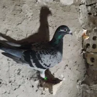 کفتر آلمانی 5 جفت