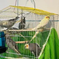 پرنده ، عروس هلندی|پرنده|شهرکرد, |دیوار