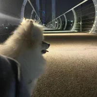 سگ پامرین ۹ماهه نر  و روباهی پوزه کوتاه