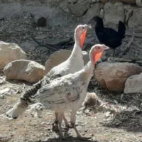 بوقلمون|حیوانات مزرعه|اندیمشک, |دیوار