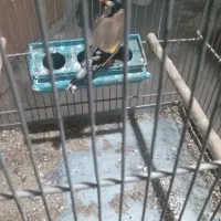 فروش جوجه سهره تازه تخت|پرنده|سقز, |دیوار