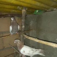 کفتر انگلیسی دهاتی پرشی|پرنده|کهریزک, |دیوار