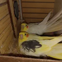 یه جفت عروس هلندی مولد فوق العاده زیبا|پرنده|تهران, اکباتان|دیوار