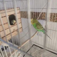 مرغ عشق جفت مولد