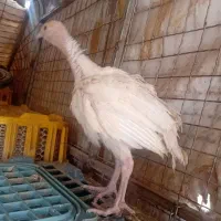 جوجه بوقلمون ۳۳ روزه ارسال رایگان