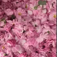 گلاب کاشان درجه یک