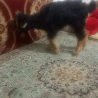 بزقاله شیری وغذا خور