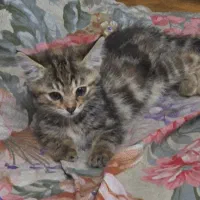 گربه نر دوماهه