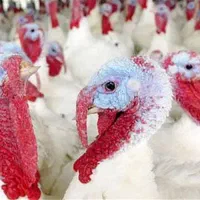 جوجه بوقلمون بیوتی ۶ درجه یک صادراتی فوق سنگین|حیوانات مزرعه|فاضل آباد, |دیوار