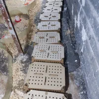 فروش جوجه بلدرچین اصل ژاپنی|حیوانات مزرعه|اطاقور, |دیوار