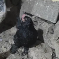 مرغ مرندی|حیوانات مزرعه|نوبران, |دیوار