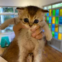 گربه اسکاتیش خوشگل