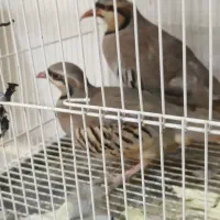 حیوان خانگی