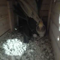 عروس هلندی|پرنده|بوئین زهرا, |دیوار