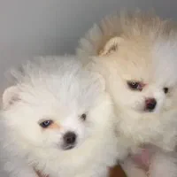 پامرانین دو سر خرسی سایز ریز