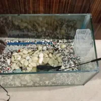 آکواریوم|ماهی|تهران, مسعودیه|دیوار