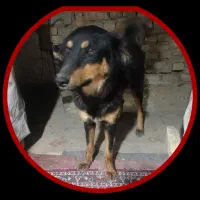 سگ ژرمن