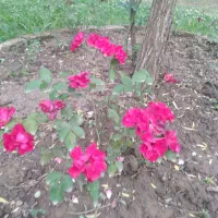 فروش گلهای طبیعی