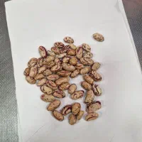 لوبیا چیتی کپسولی|عمده‌فروشی|وحیدیه, |دیوار