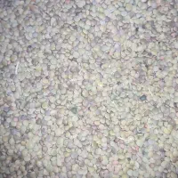 عدس دیم تازه کشت امسال