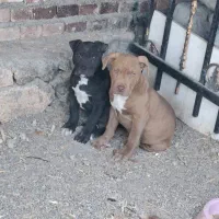 توله پیتبول