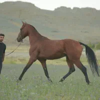 نریون ترکمن آخال بسیار قوی و قد بلند مدارک دار|اسب و تجهیزات اسب‌سواری|مشهد, شهرآرا|دیوار