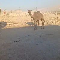 شتر زاییده هاشی جنس نر آروم سواری بندی