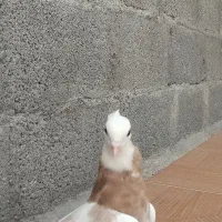 فروش  طوق زرد