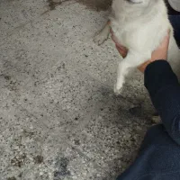 سگ پا کوتاه سایز ریز آپارتمانی