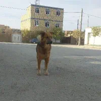 سگ گرگی نگهبانی بی نظری فی 1نیم|سگ|کبودرآهنگ, |دیوار