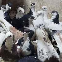 یک‌چخ‌کفتر‌شهرستان‌پرشی‌قلدر‌جنگی‌مفت‌مفت‌بیا‌ببر‌