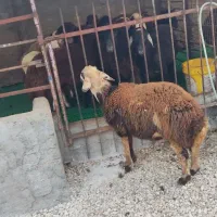 نر توقلی چاق بروجردی تخمی