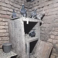 پلاکی قاره پیما