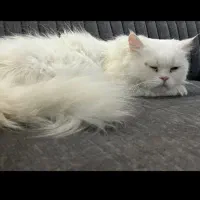 گربه سفید گم شده مژدگانی