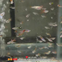 ماهی گوپی خوشگل|ماهی|قم, شهرک سازمان آب|دیوار