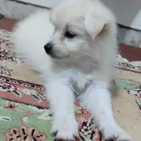 سگ پامر