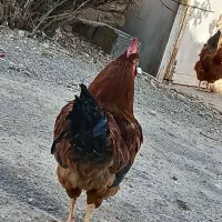 مرغ خروس معاوضه با کفتر