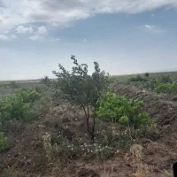 بوته انگور یک ساله ودو ساله