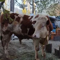 سه راس گوساله نر سیمینتال اصل