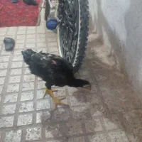 لاری مفت قیمت مناسب|حیوانات مزرعه|اقبالیه, |دیوار