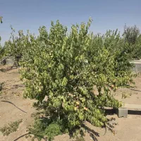 باغ و باغچه ۲۸۰ متری سهیلیه|فروش زمین و ملک کلنگی|رامجین, |دیوار